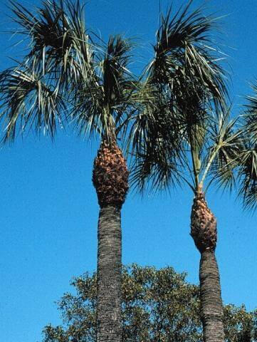 Properly Trimmed Palm trimmed palm tree
